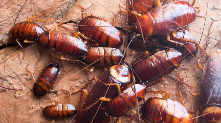Professional pest control services in Medical Lake